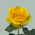 Rose Penny Lane (20 Stems)