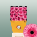 Gerbera Peppa