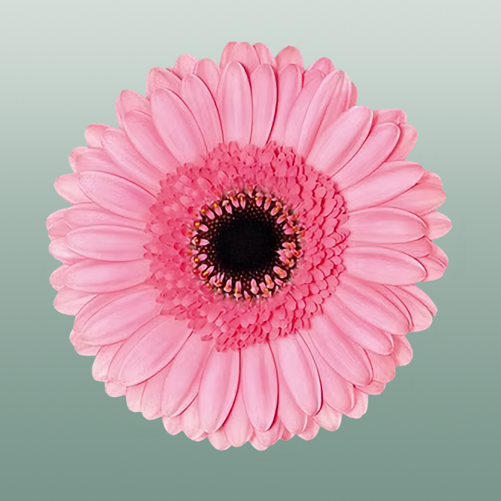 Germini Petticoat