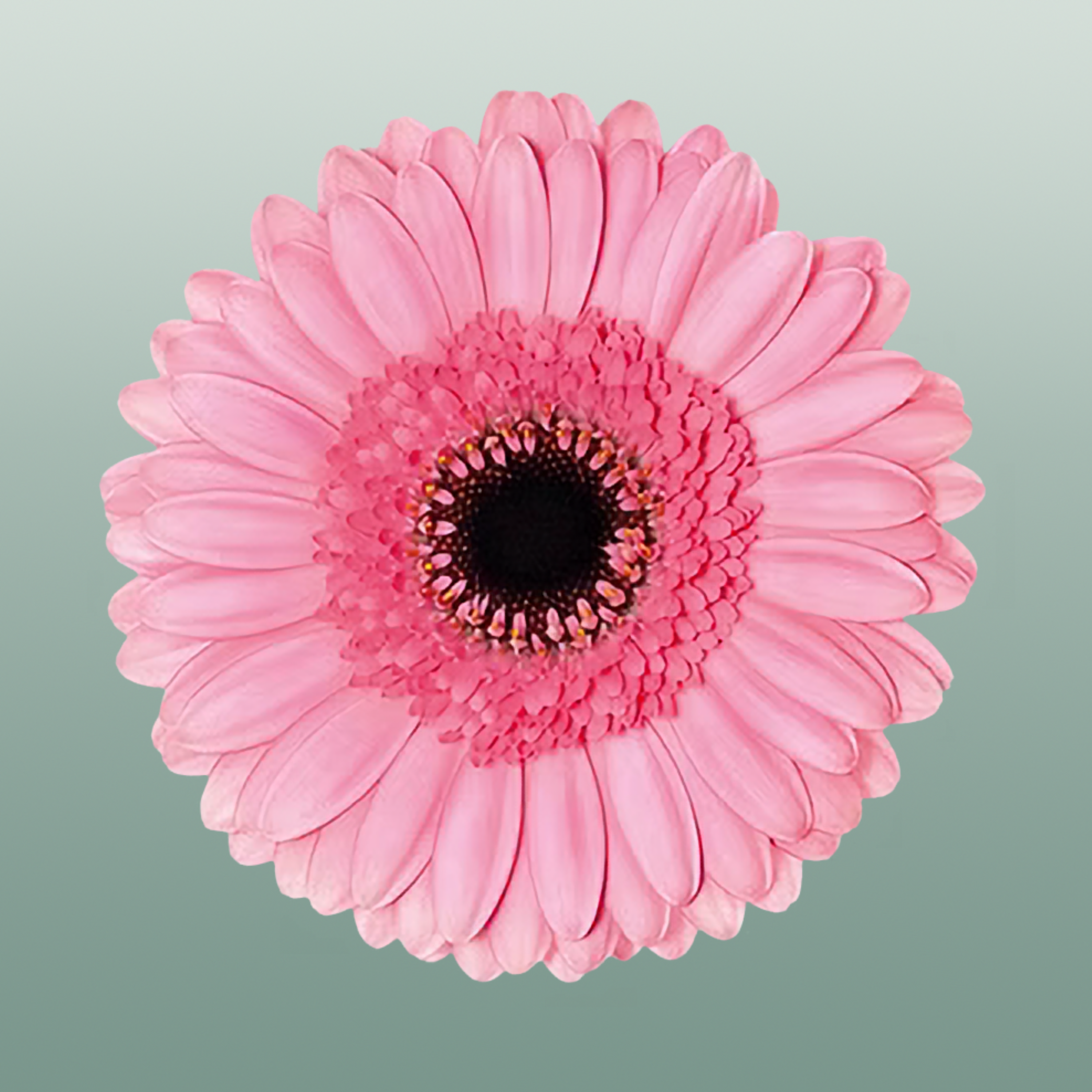 Germini Petticoat