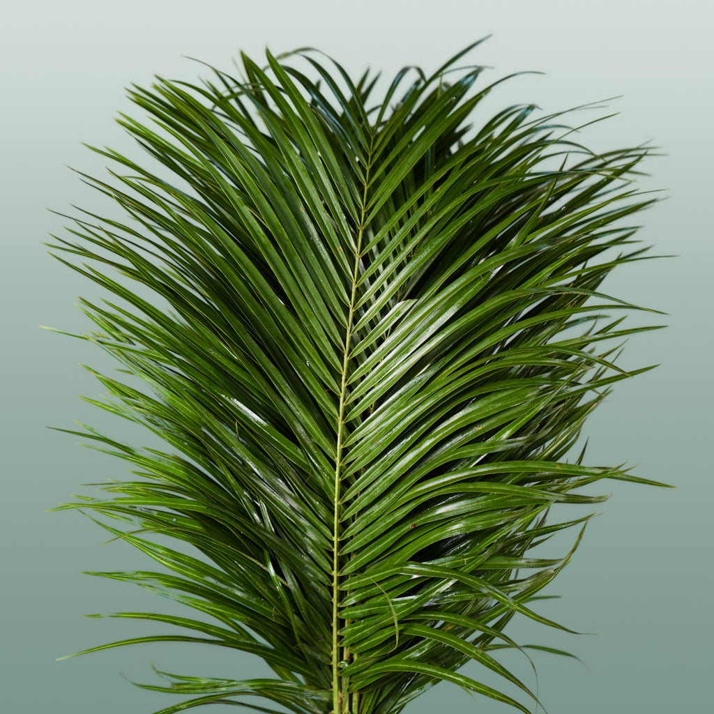 Phoenix - Foliage