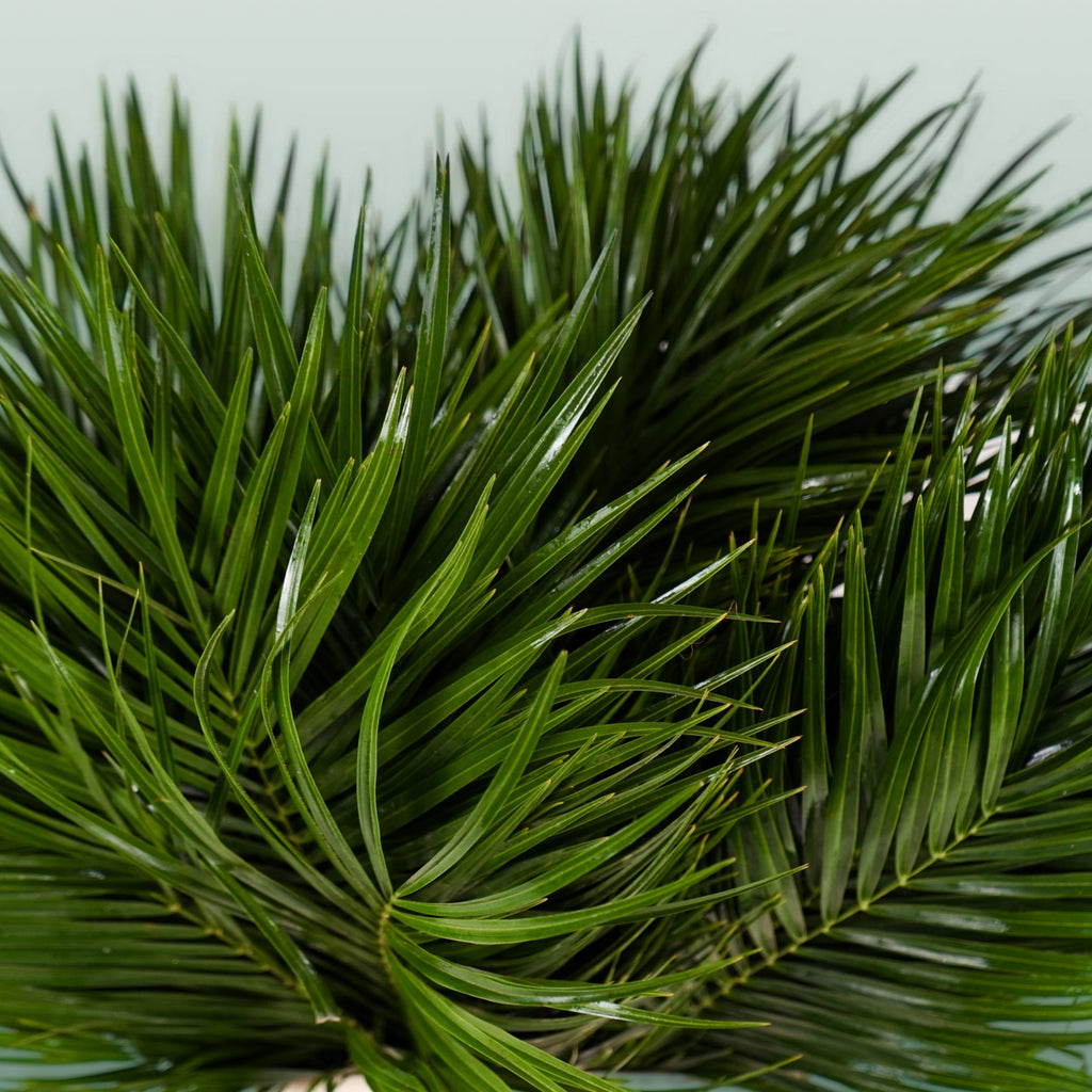 Phoenix - Foliage