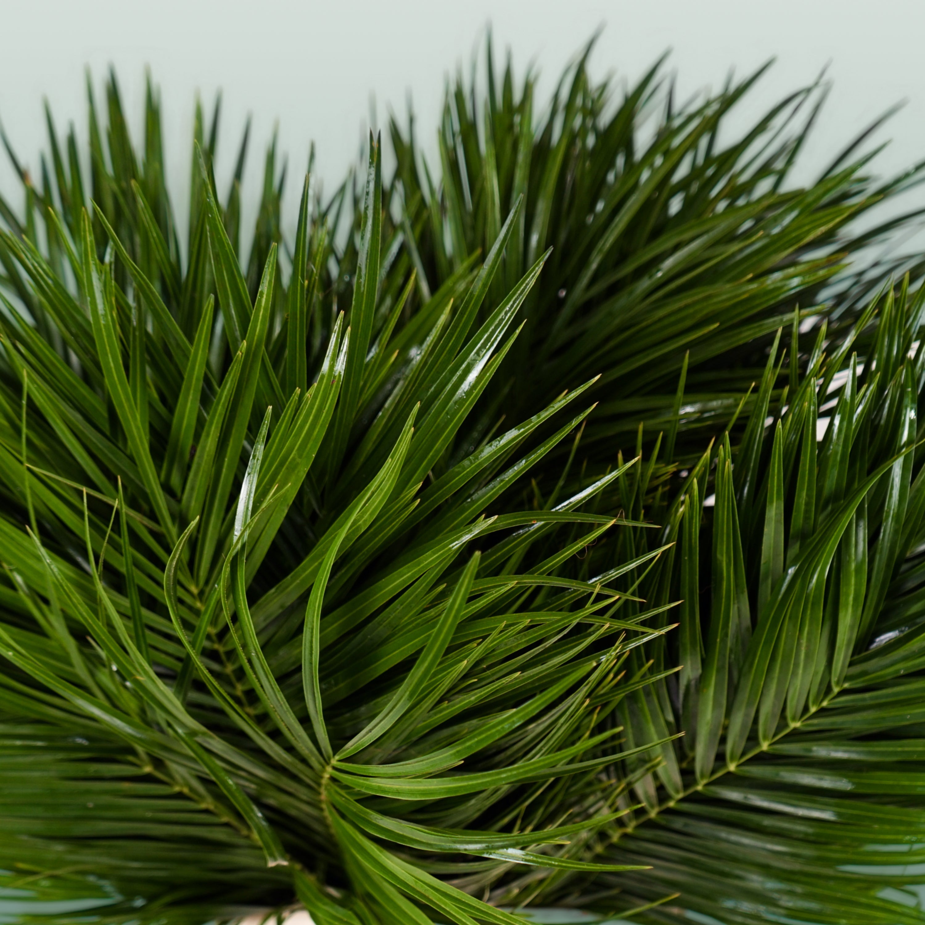 Phoenix - Foliage