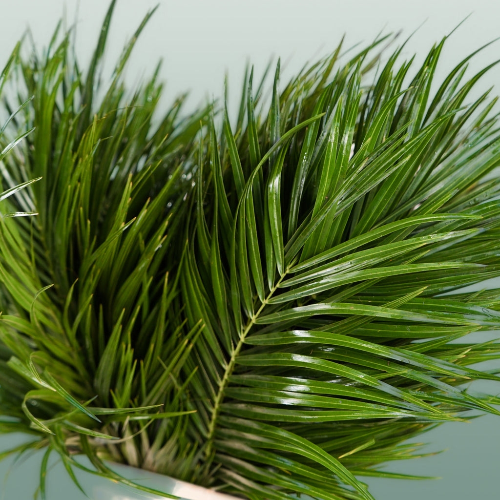 Phoenix - Foliage
