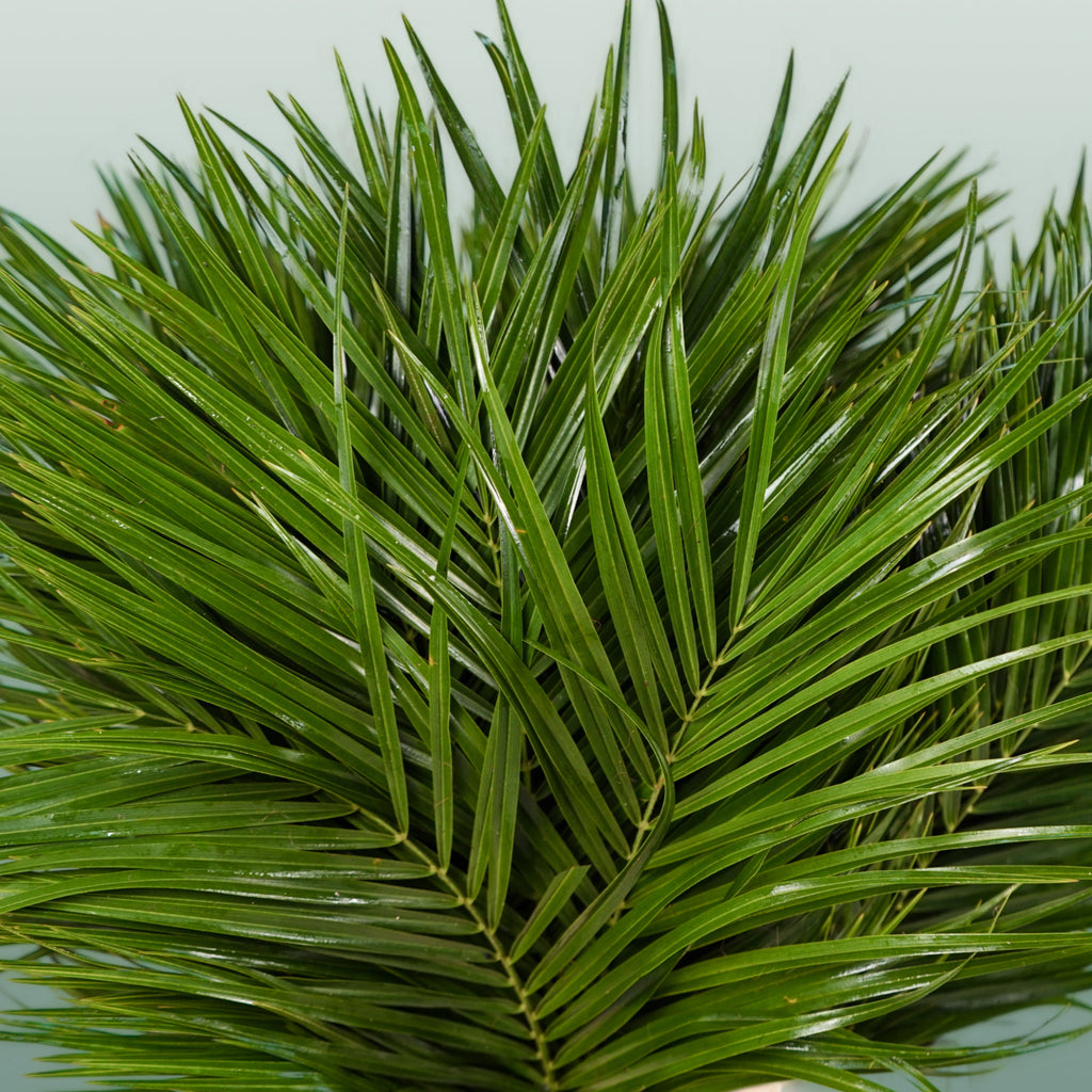 Phoenix - Foliage