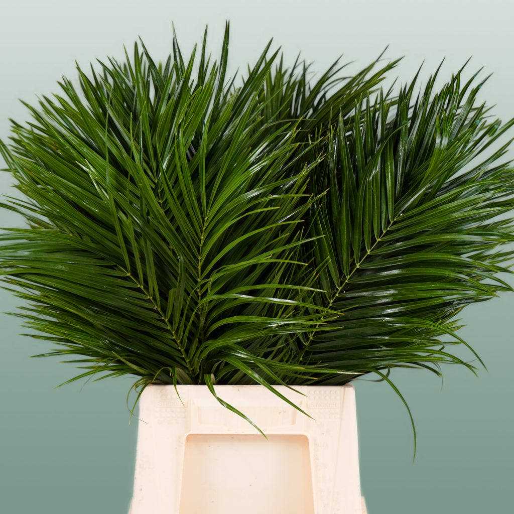 Phoenix - Foliage