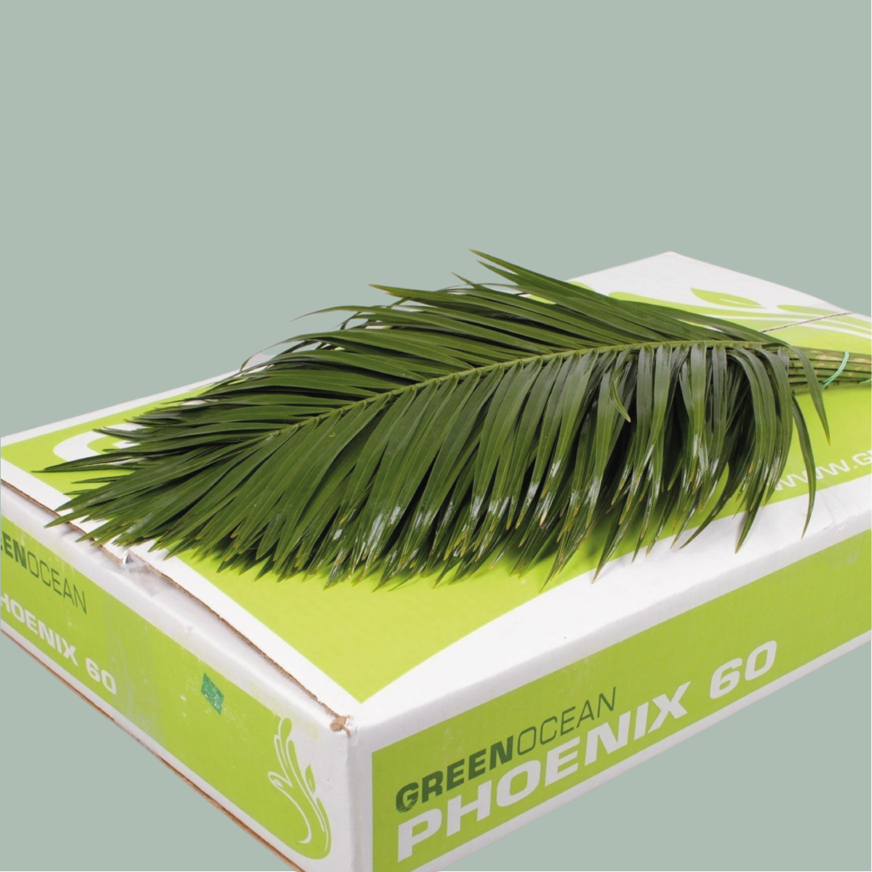 GR Mixed Foliage Box