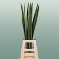 GR Phormium Green