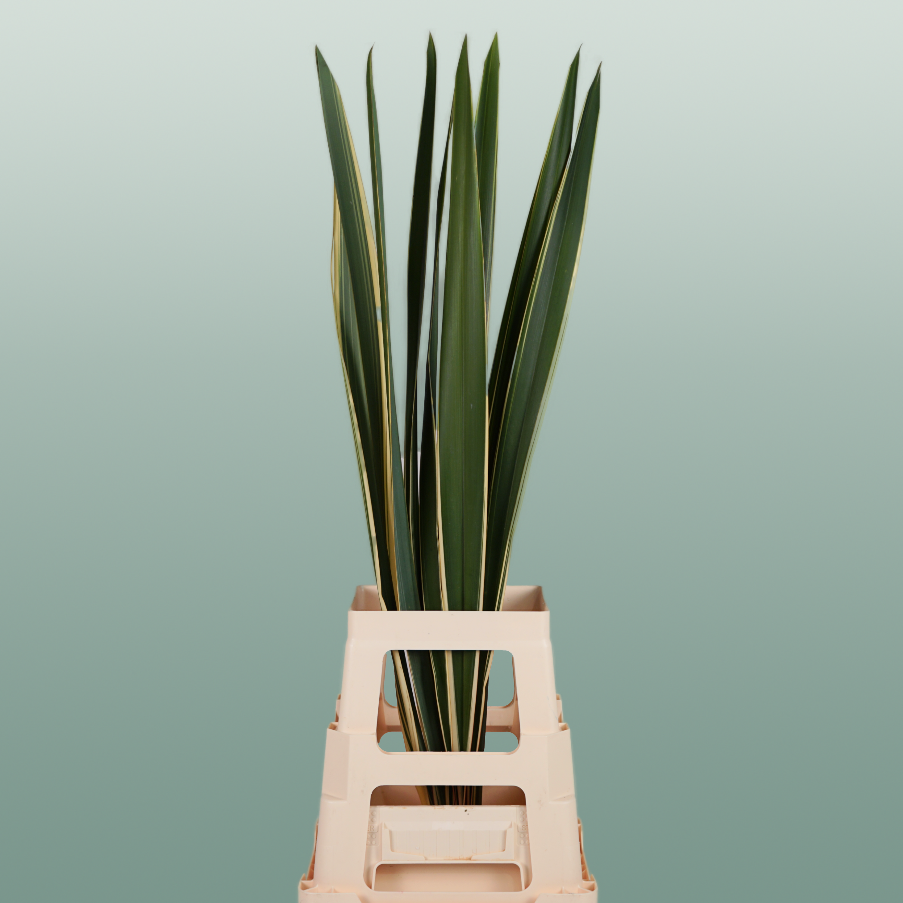 GR Phormium Green