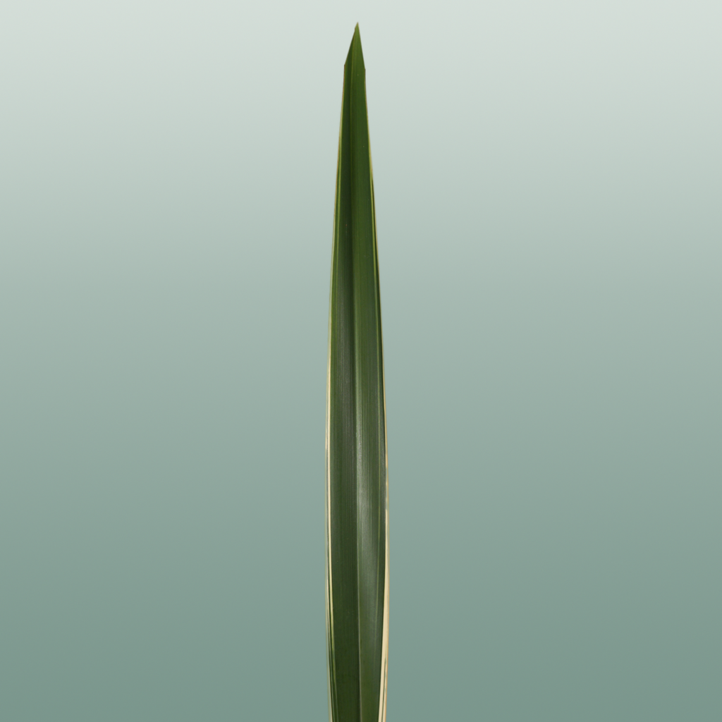 GR Phormium Green