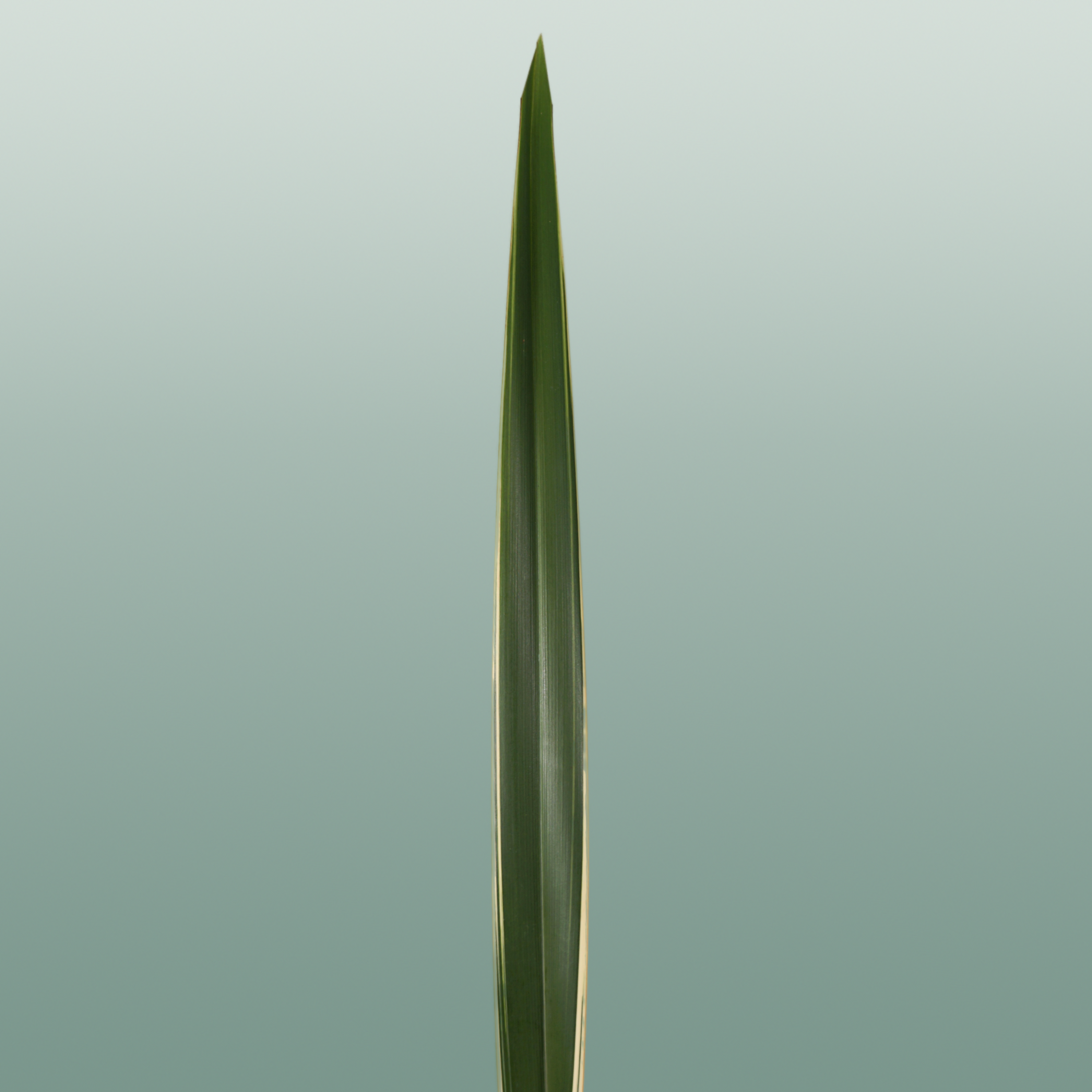GR Phormium Green