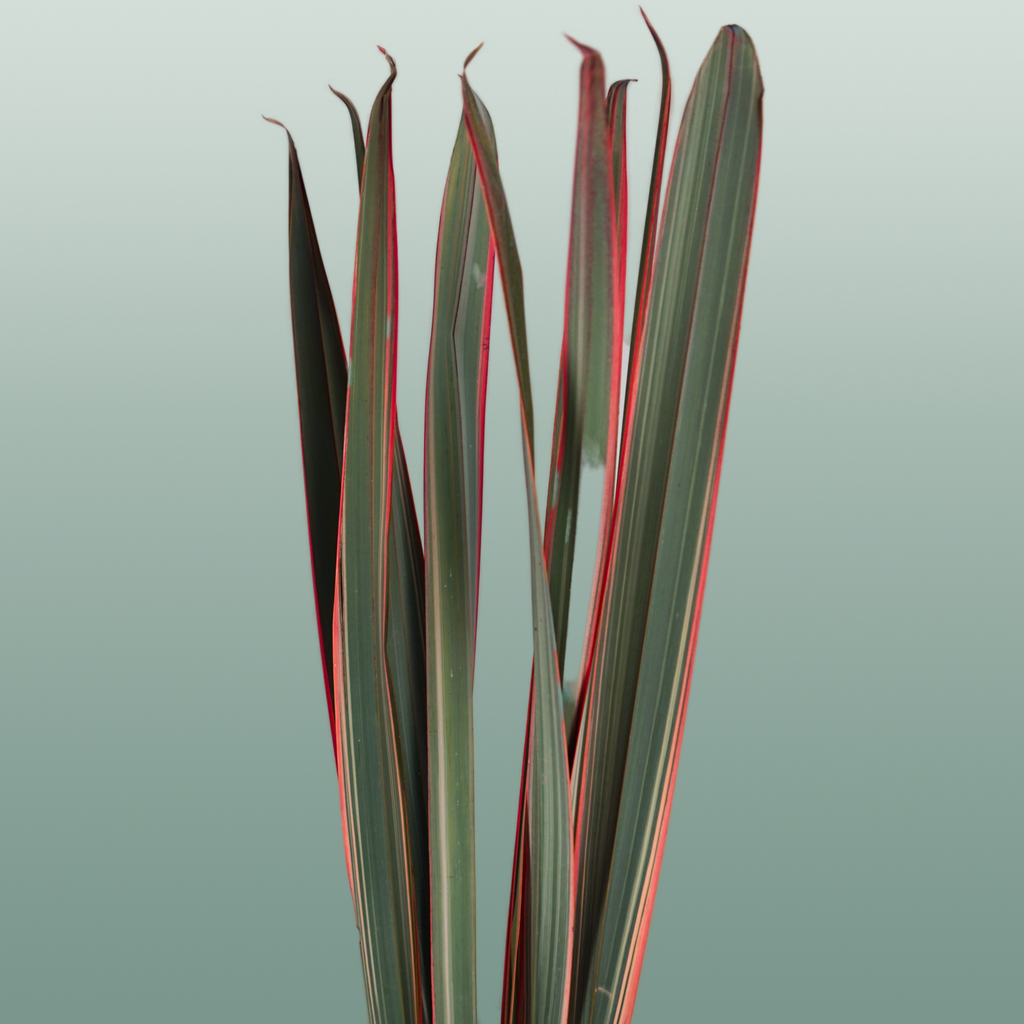 GR Phormium Red