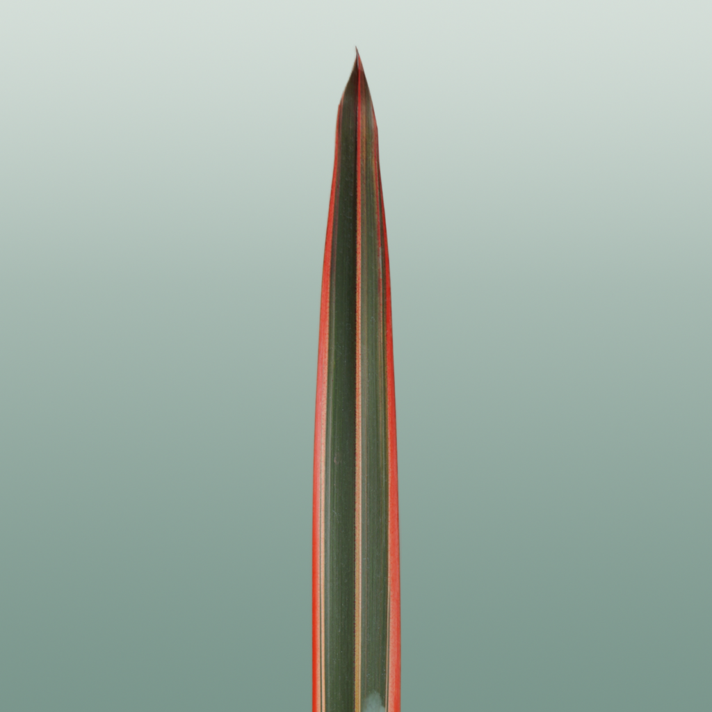 GR Phormium Red