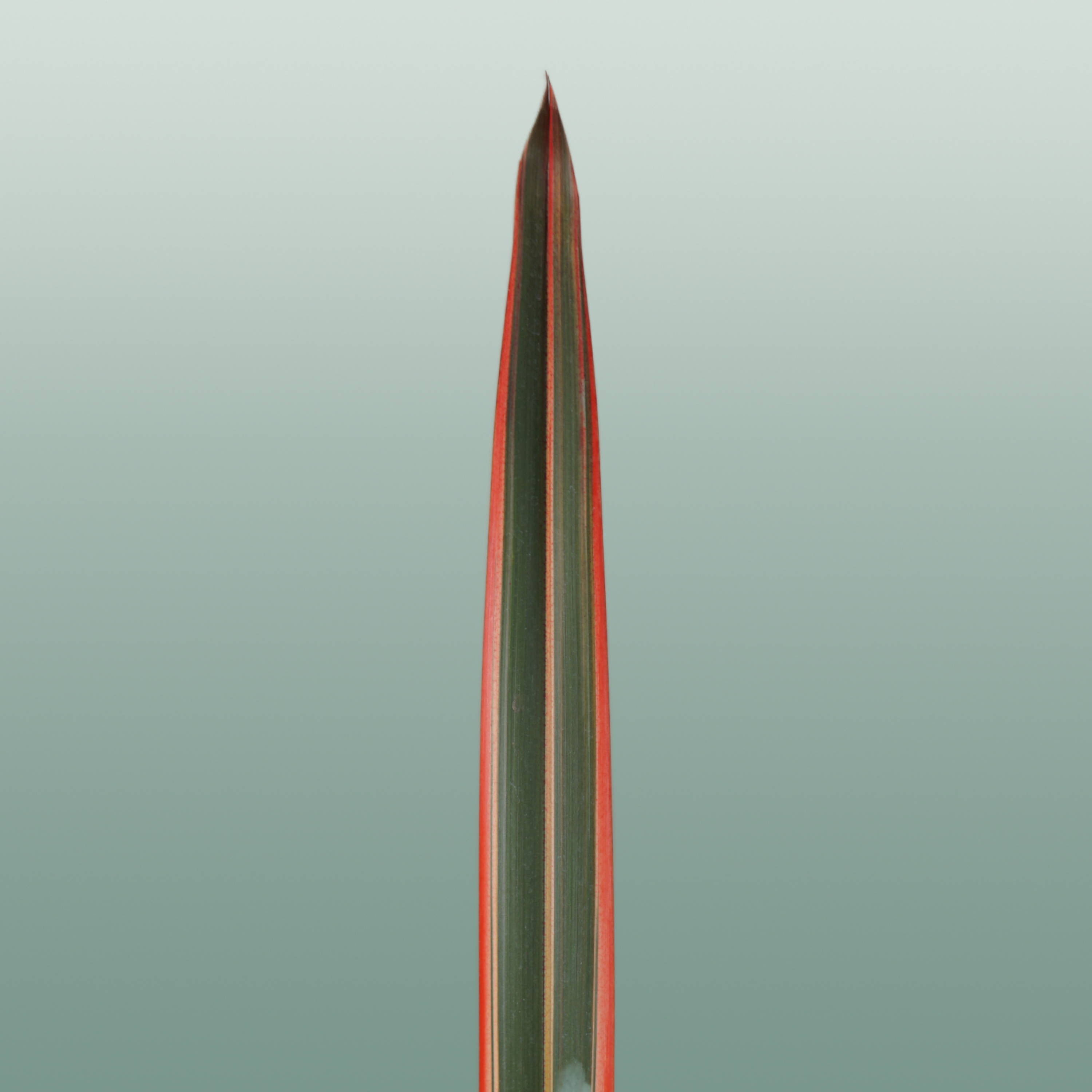 GR Phormium Red