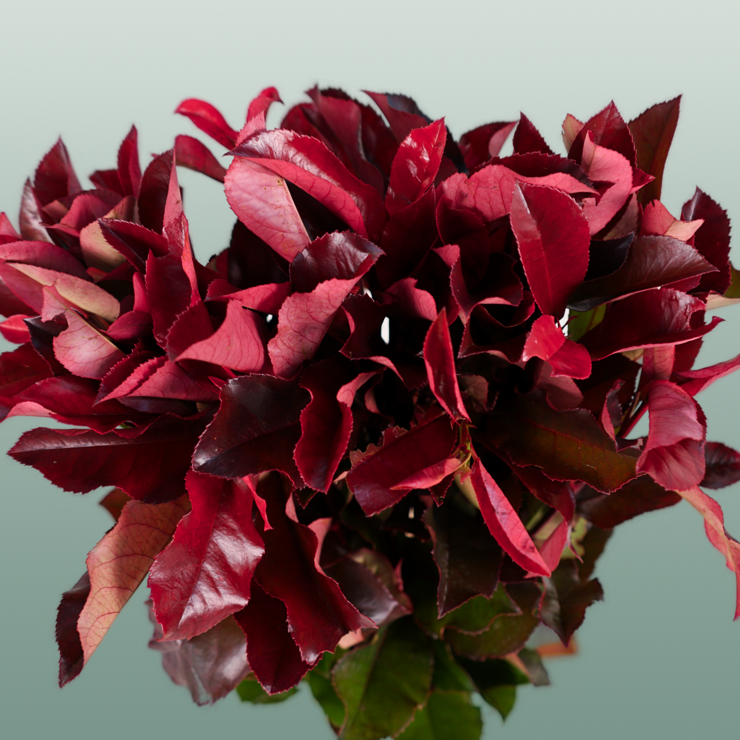 Photinia Red Robin