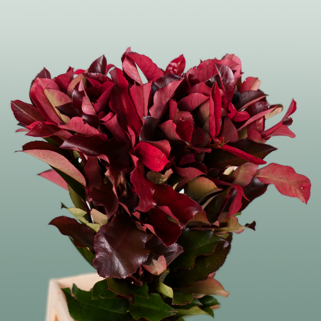 Photinia Red Robin