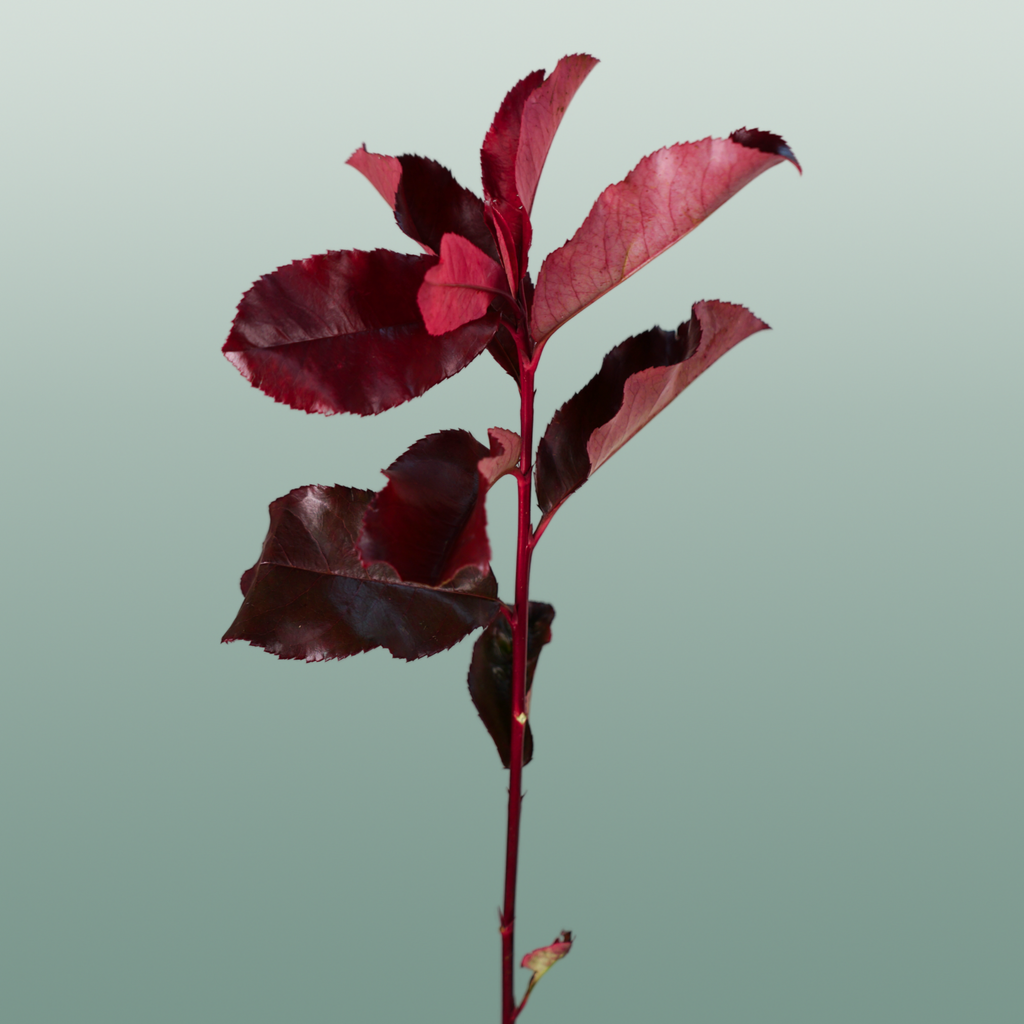 Photinia Red Robin