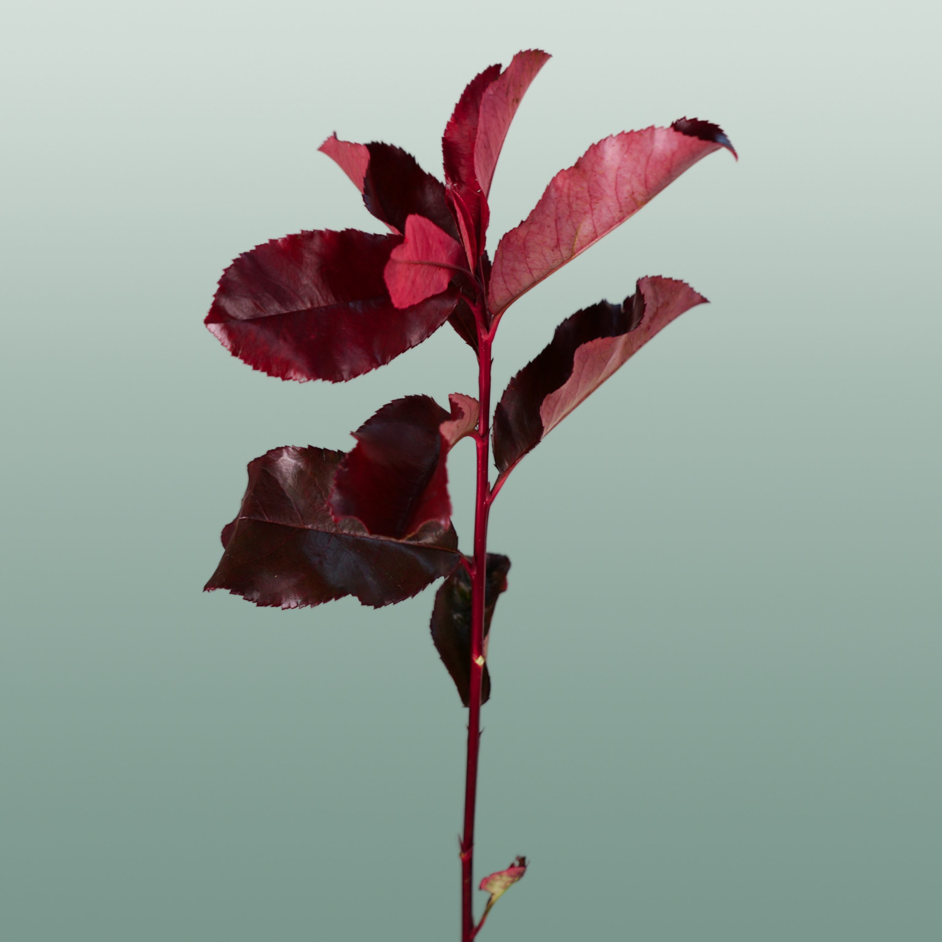 Photinia Red Robin