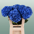 Hydrangea - Hydrangea - Pimpernel
