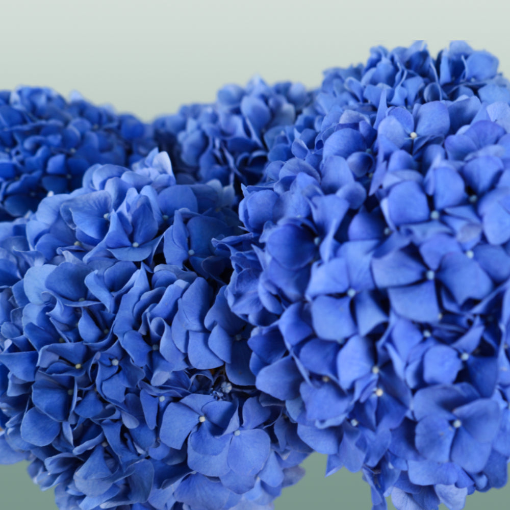 Hydrangea - Hydrangea - Pimpernel