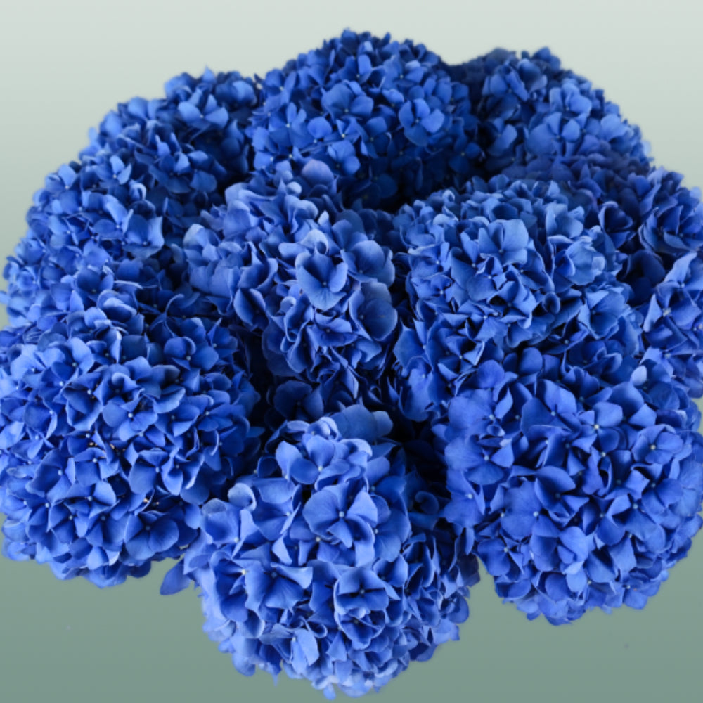 Hydrangea - Hydrangea - Pimpernel