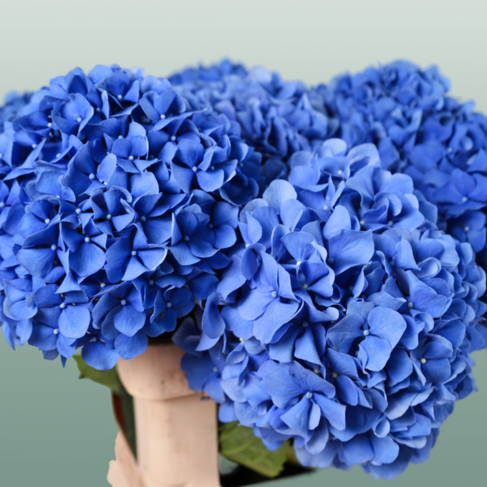 Hydrangea - Hydrangea - Pimpernel