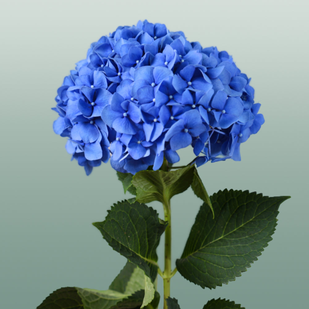 Hydrangea - Hydrangea - Pimpernel