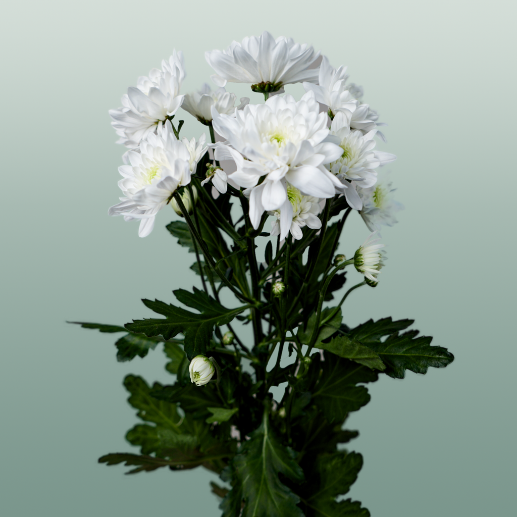 Spray Chrysanthemum - Chrysanthemum - Pina Colada