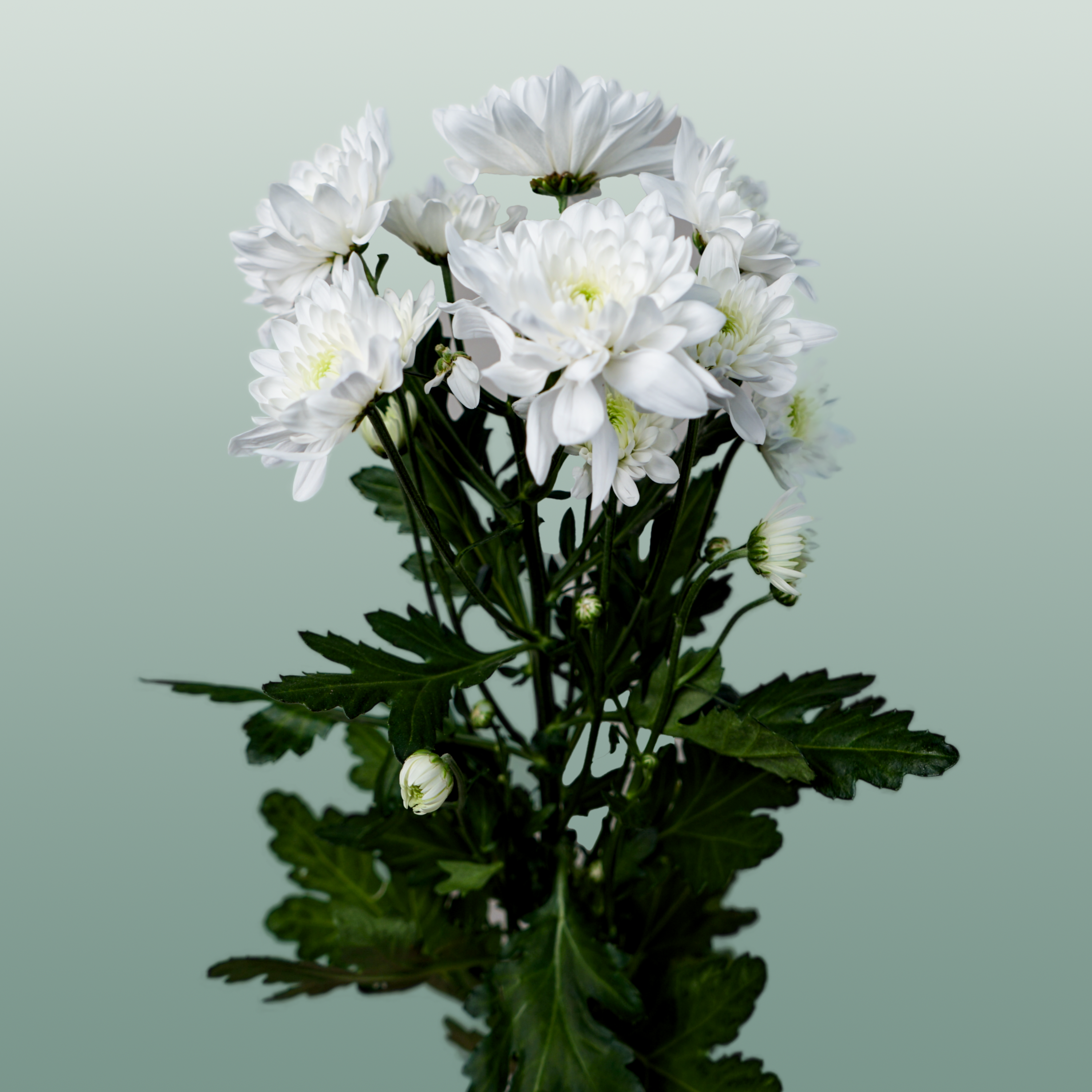 Spray Chrysanthemum - Chrysanthemum - Pina Colada