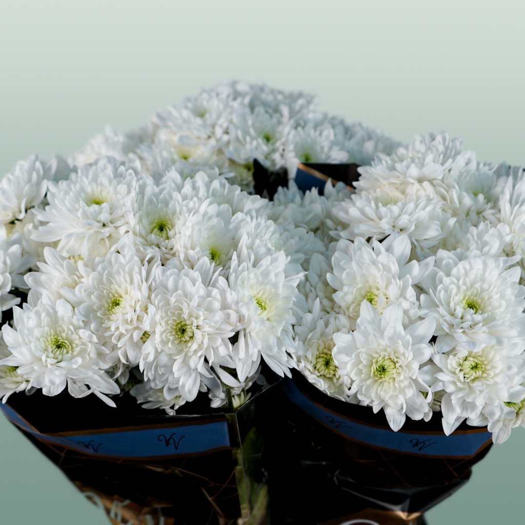 Spray Chrysanthemum - Chrysanthemum - Pina Colada