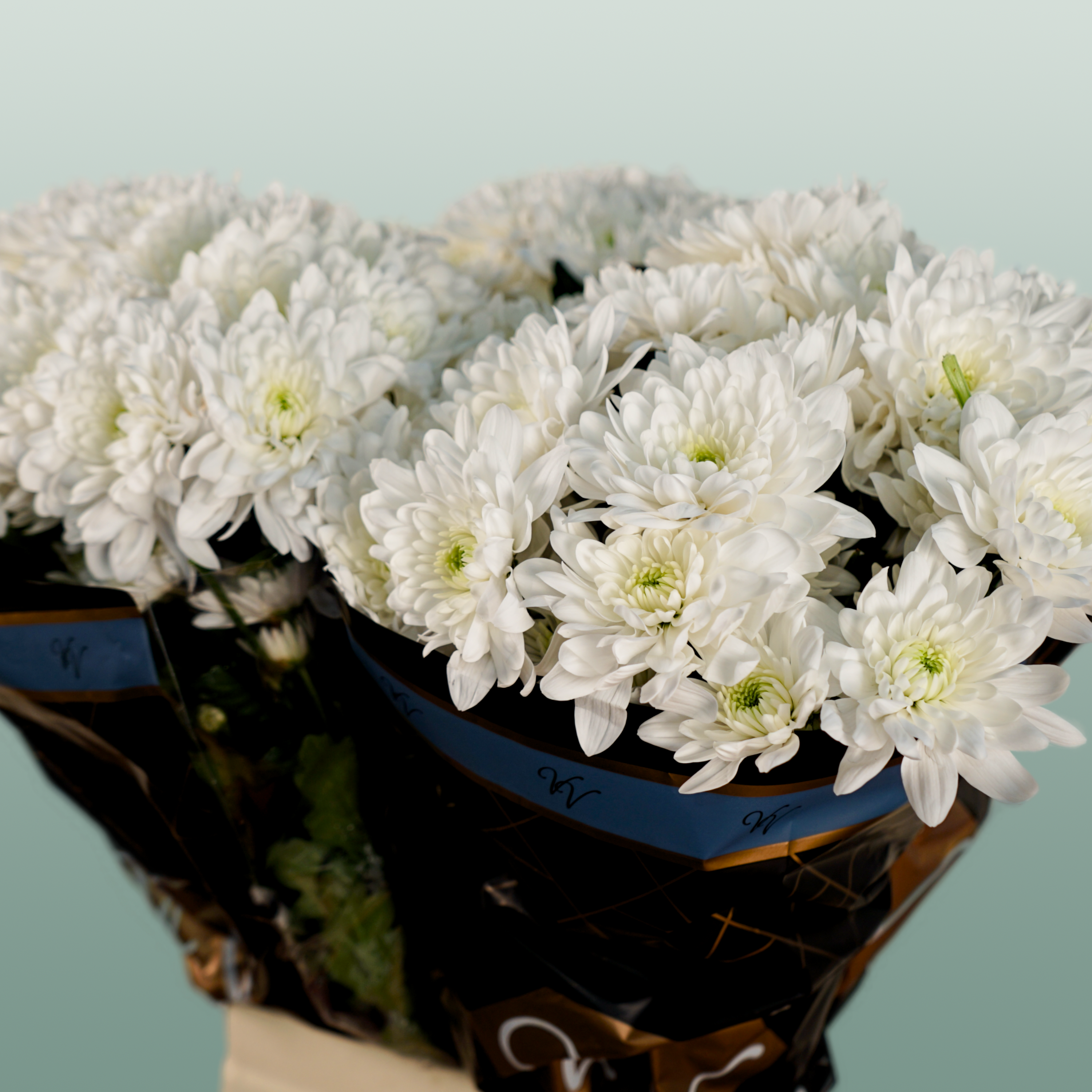 Spray Chrysanthemum - Chrysanthemum - Pina Colada