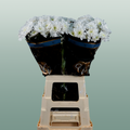 Spray Chrysanthemum - Chrysanthemum - Pina Colada