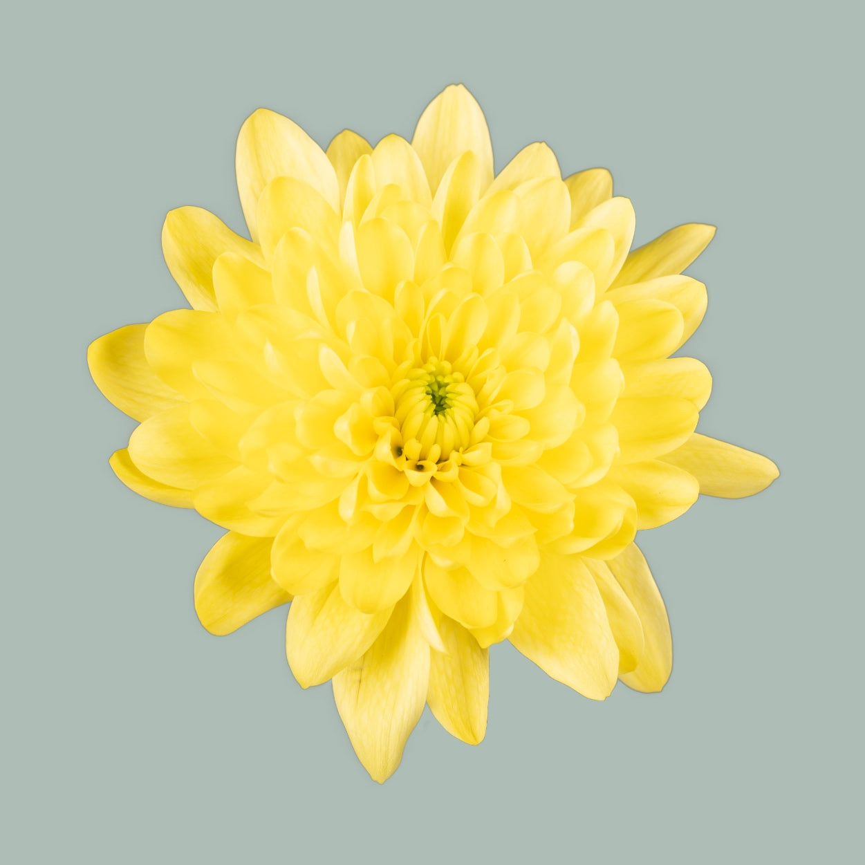 Spray Chrysanthemum - Chrysanthemum - Pina Colada Yellow