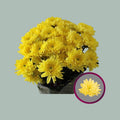 Spray Chrysanthemum - Chrysanthemum - Pina Colada Yellow