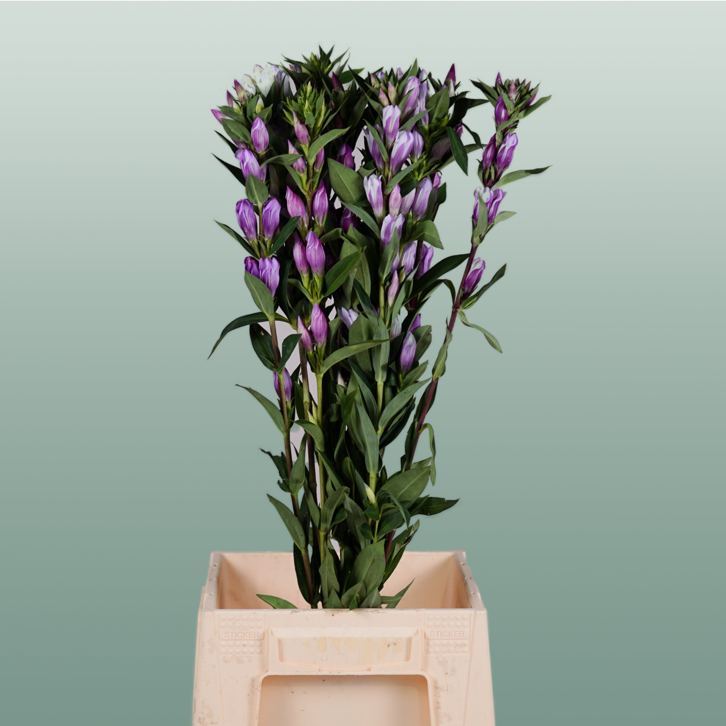 Gentiana Pink Sky (10 Stems)