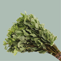 Pittosporum - Pittosporum - Nigra
