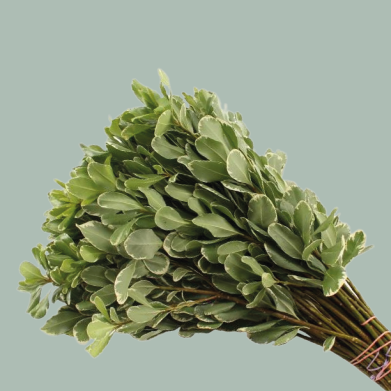 Pittosporum - Pittosporum - Nigra