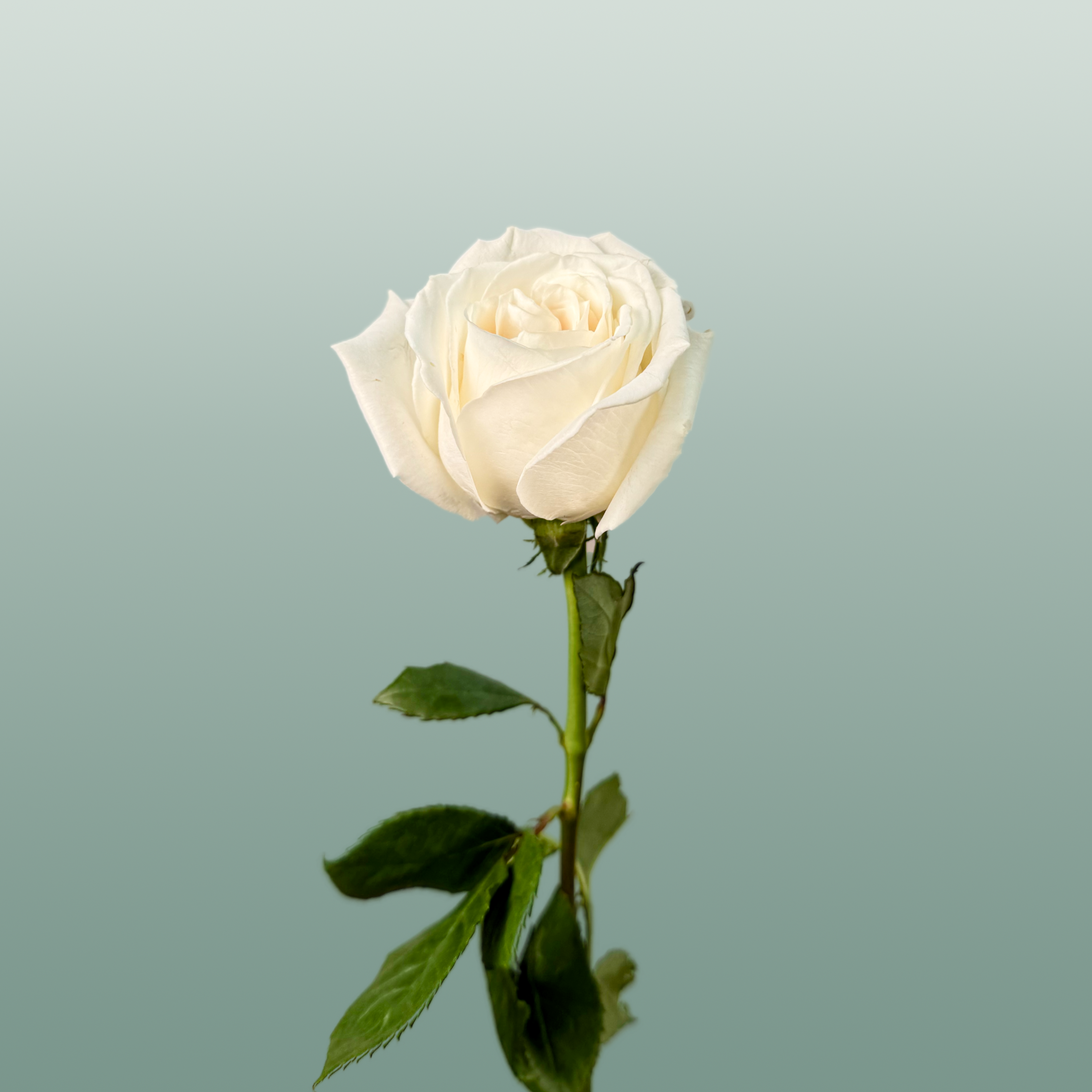 Rose Playa Blanca
