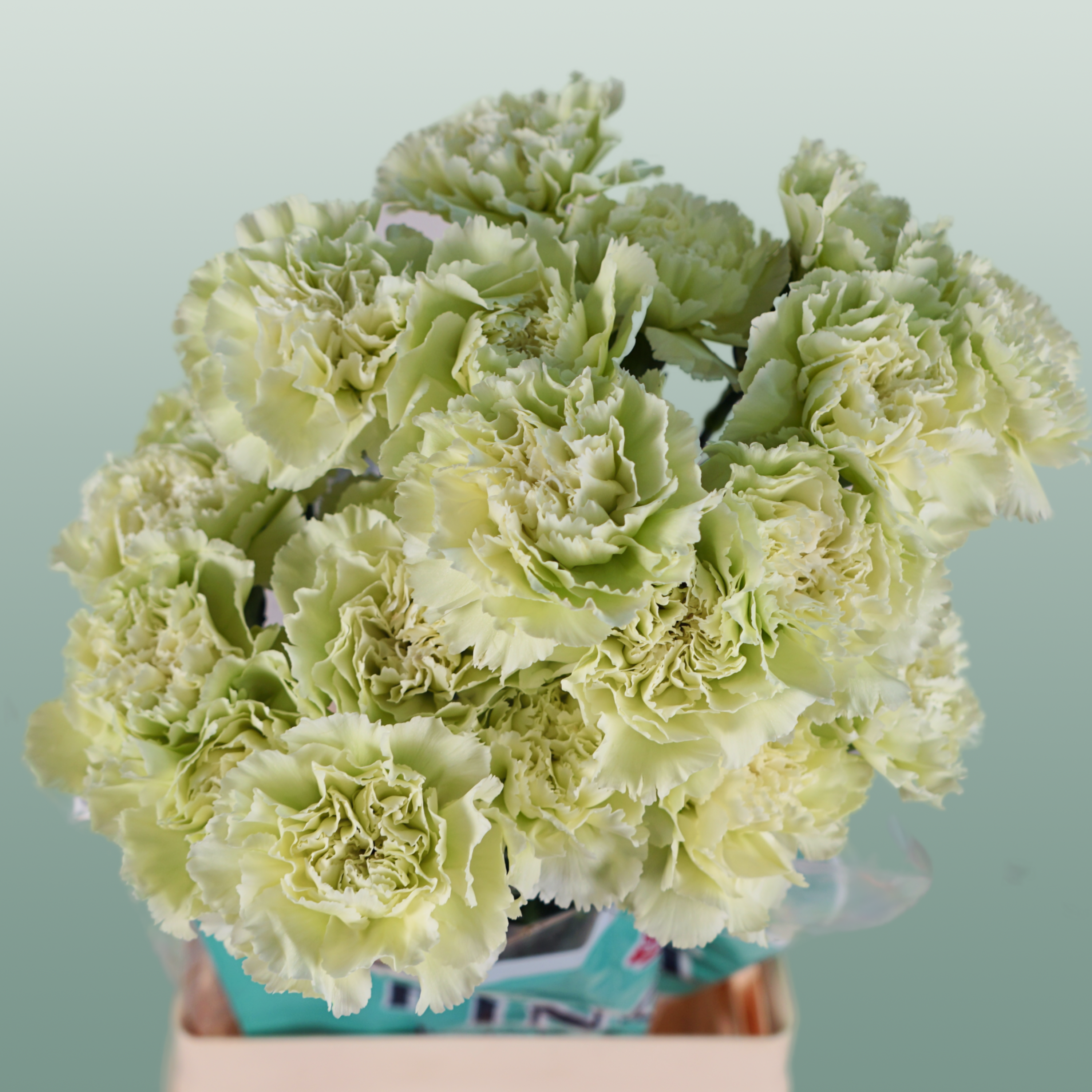 Carnation - Dianthus - Prado Mint