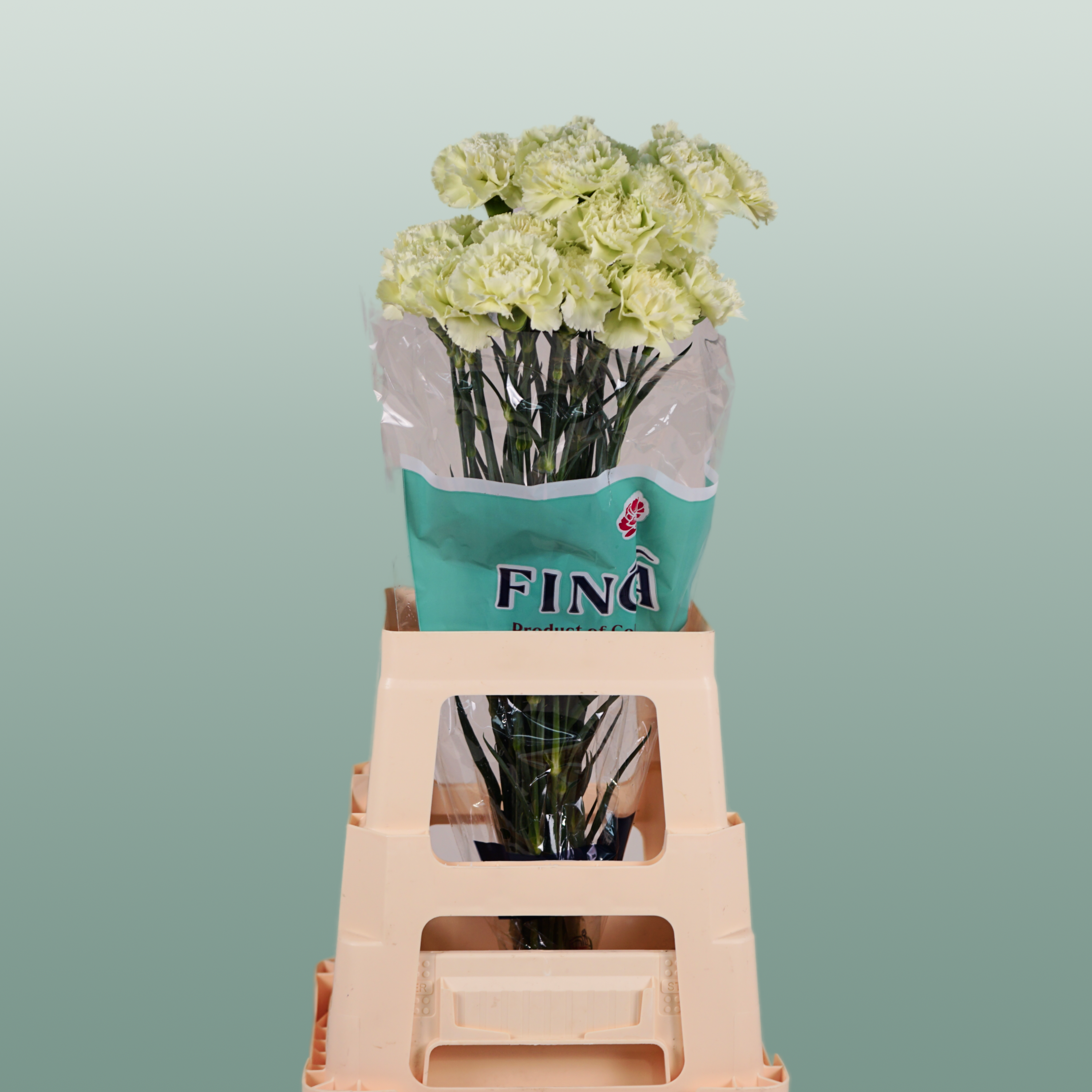 Carnation - Dianthus - Prado Mint