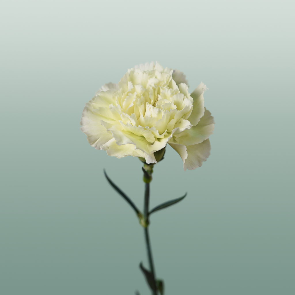 Carnation - Dianthus - Prado Mint