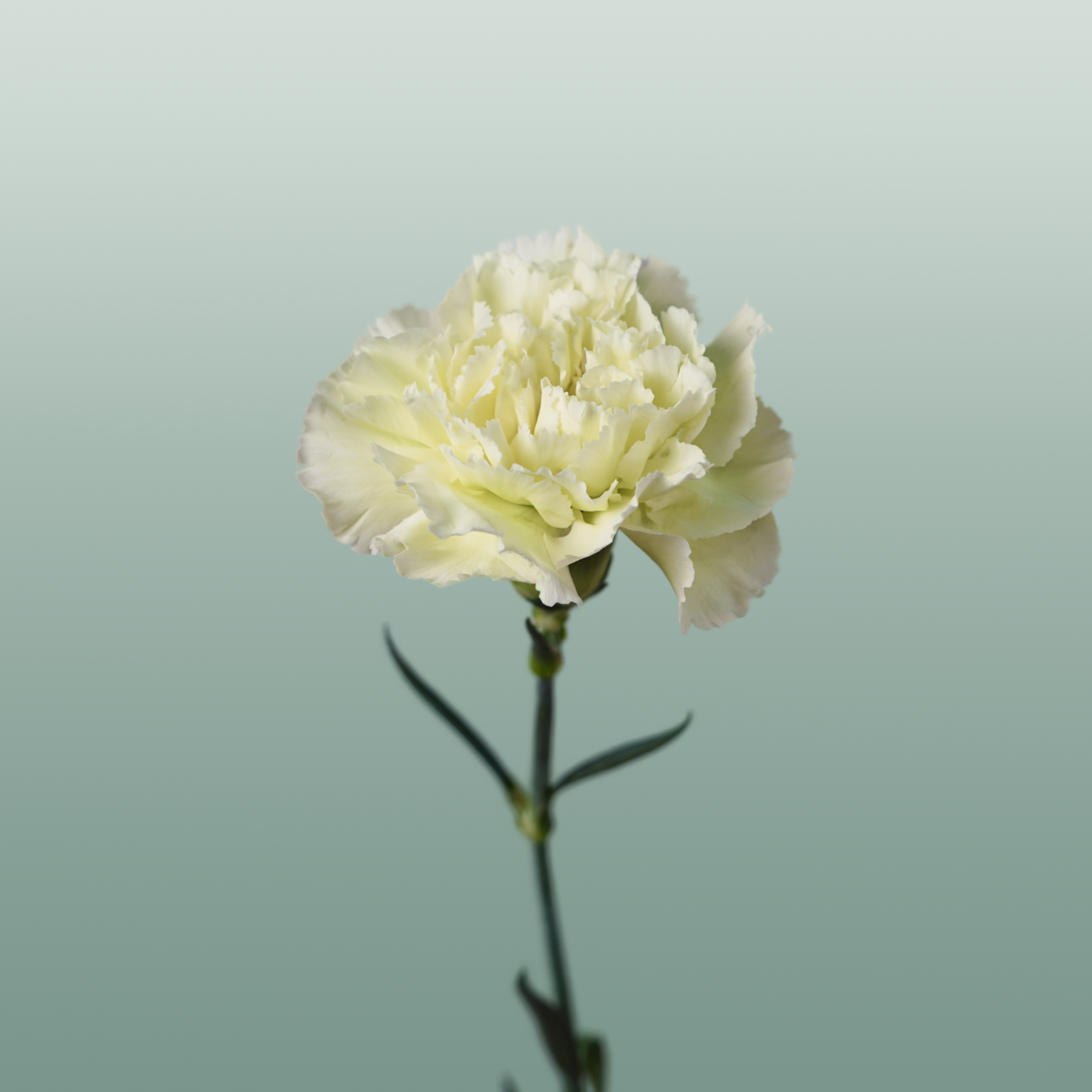 Carnation - Dianthus - Prado Mint
