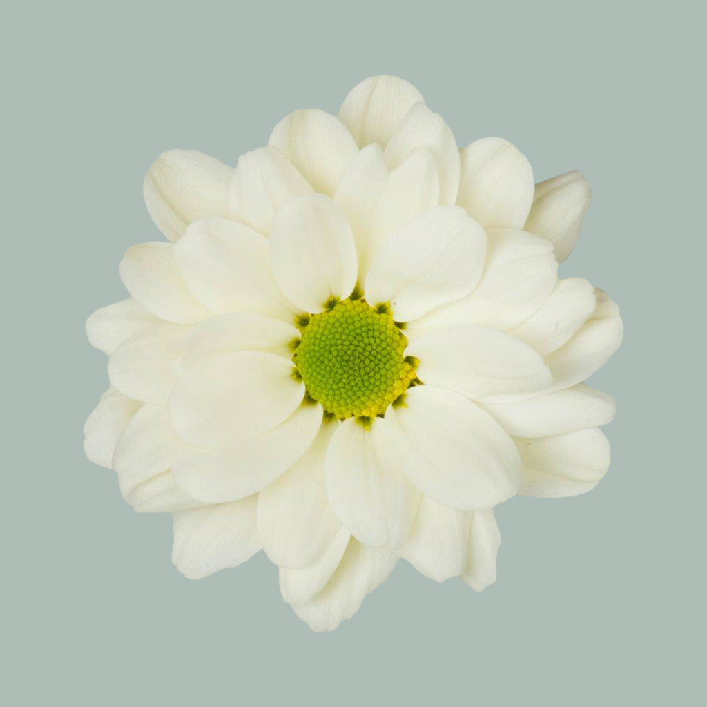 Chrysanthemum Spray Prosecco