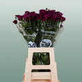 Spray Chrysanthemum - Chrysanthemum - Purple Star