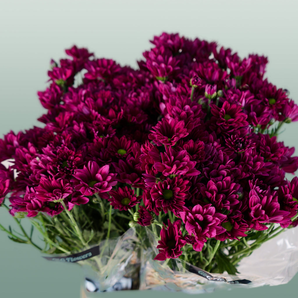 Spray Chrysanthemum - Chrysanthemum - Purple Star