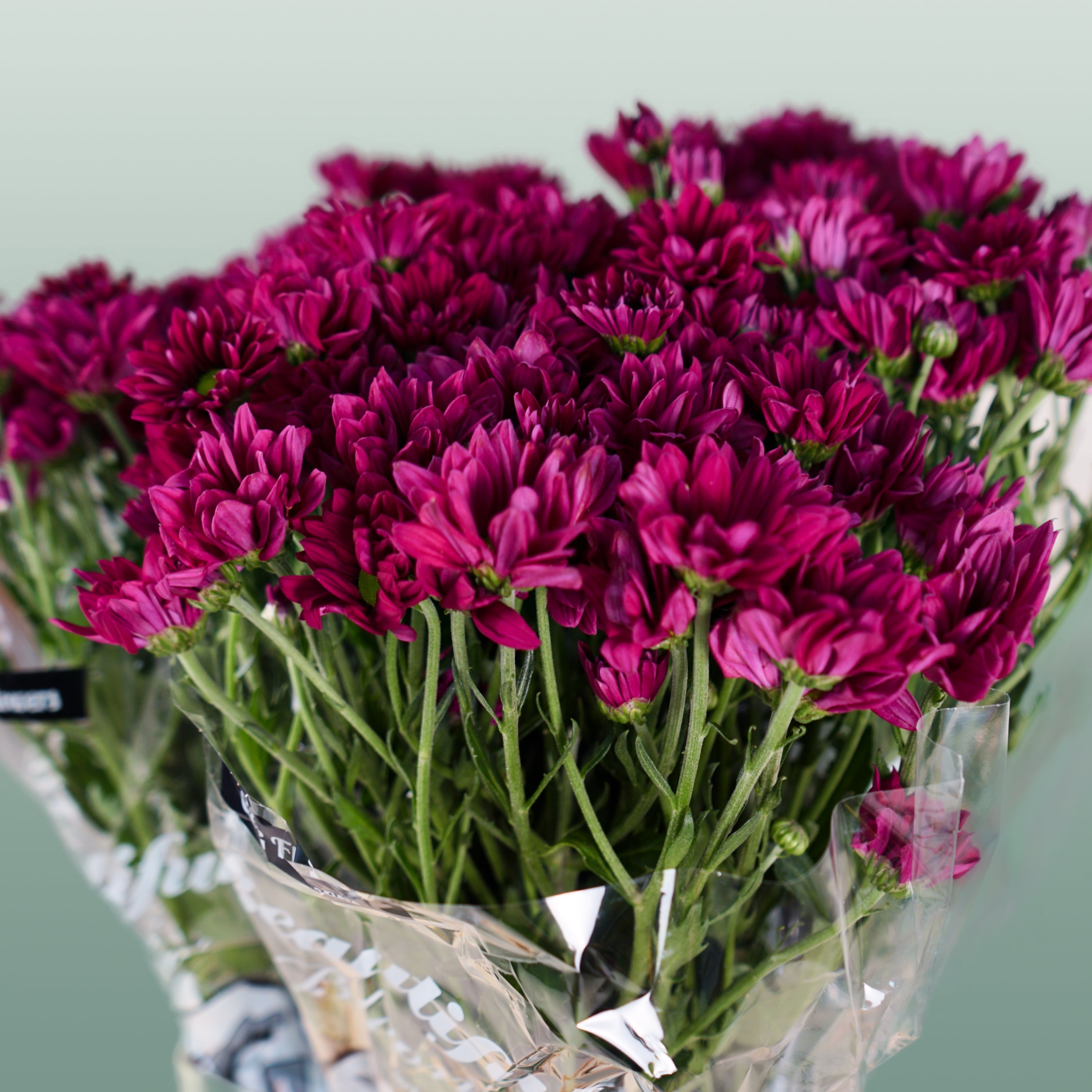 Spray Chrysanthemum - Chrysanthemum - Purple Star