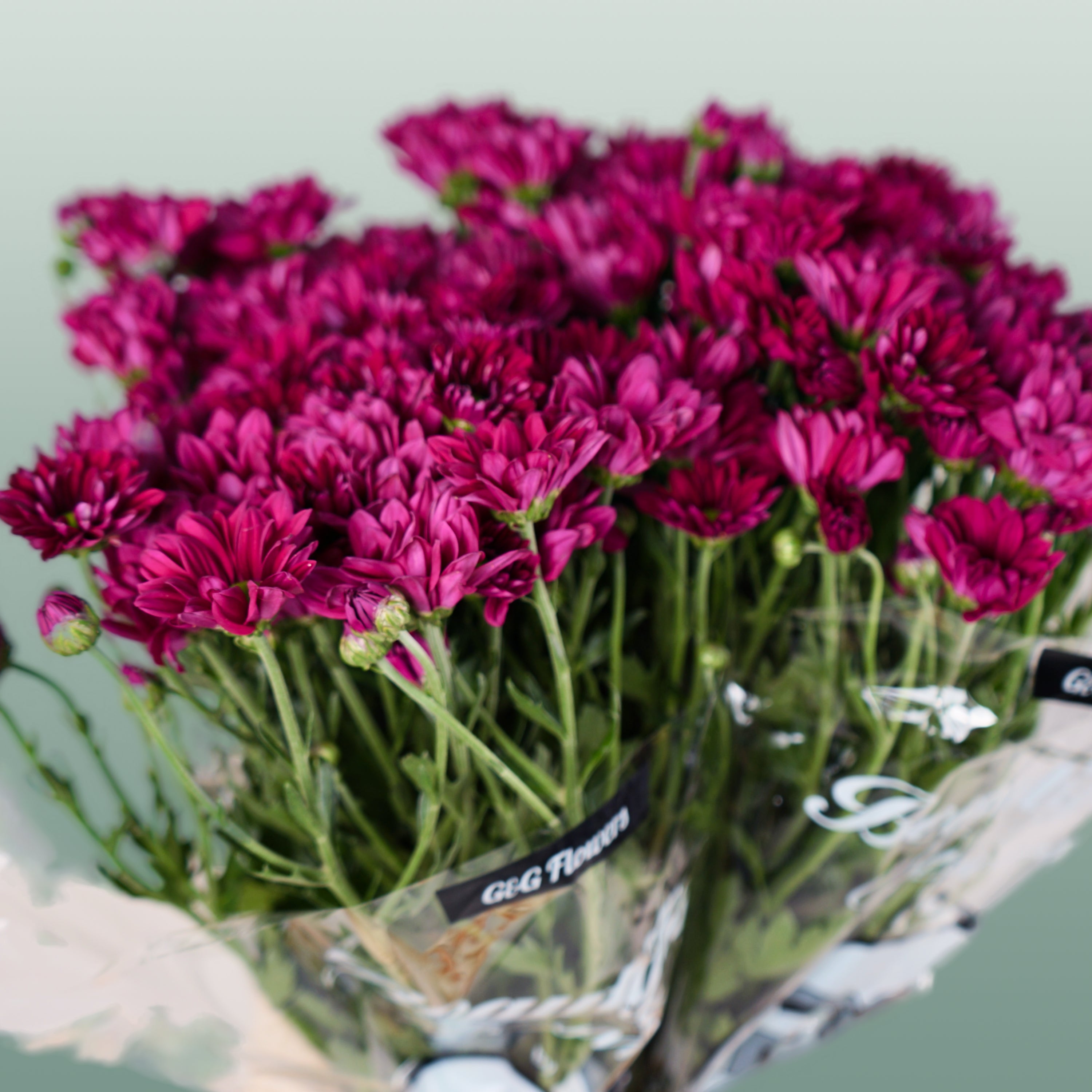 Spray Chrysanthemum - Chrysanthemum - Purple Star