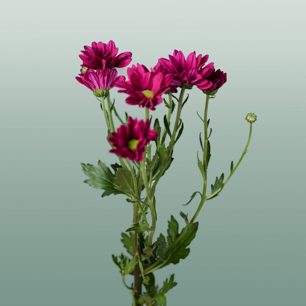 Spray Chrysanthemum - Chrysanthemum - Purple Star
