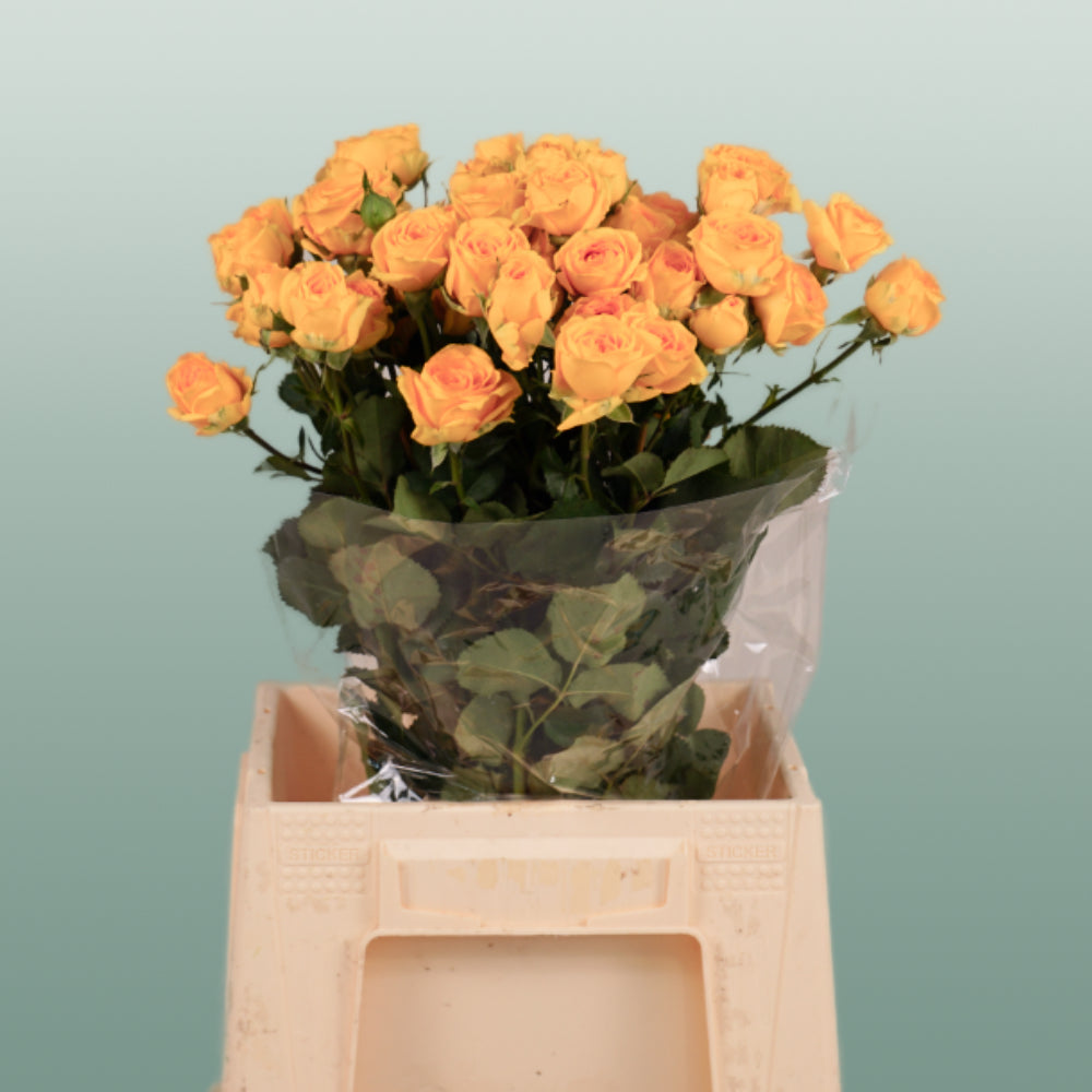 Spray Rose - Rosa - Ramona
