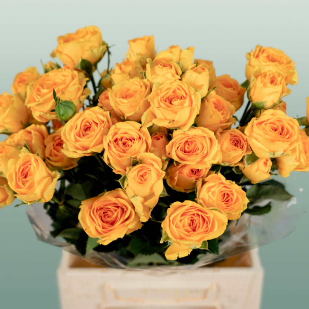 Spray Rose - Rosa - Ramona
